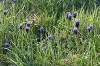 Muscari neglectum