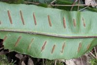 Asplenium scolopendrium