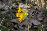 Primula veris