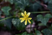 Ficaria verna