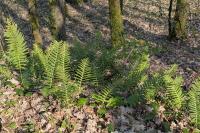 Polypodium