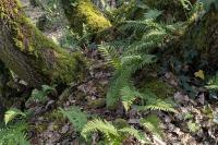 Polypodium