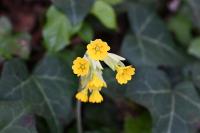 Primula veris