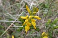 Genista anglica