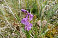 Anacamptis morio