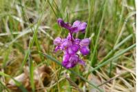 Anacamptis morio
