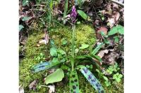 Orchis mascula