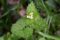 Alliaria petiolata