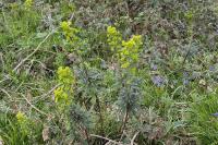 Euphorbia amygdaloides