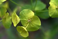 Euphorbia amygdaloides