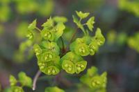 Euphorbia amygdaloides