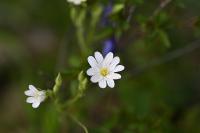 Rabelera holostea