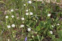 Rabelera holostea
