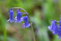 Hyacinthoides non-scripta