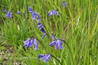 Hyacinthoides non-scripta
