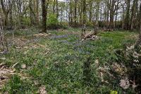 Hyacinthoides non-scripta