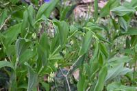 Polygonatum multiflorum
