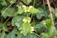 Lamium galeobdolon