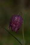 Fritillaria meleagris