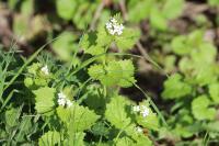 Alliaria petiolata