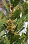 Laurus nobilis