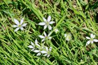 Ornithogalum umbellatum