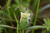 Lamium purpureum
