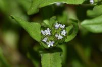 Valerianella locusta