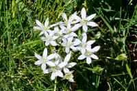 Ornithogalum umbellatum
