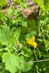 Chelidonium majus