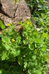 Chelidonium majus