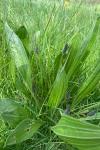 Plantago lanceolata