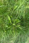Plantago lanceolata