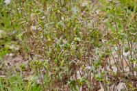 Senecio vulgaris