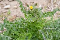 Sonchus asper