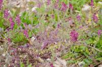 Fumaria officinalis