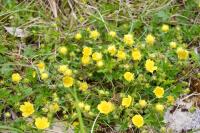 Potentilla verna