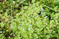 Veronica persica