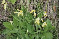Primula veris