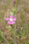 Silene conica