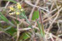 Alyssum alyssoides