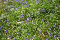 Hyacinthoides non-scripta