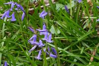 Hyacinthoides non-scripta