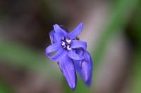 Hyacinthoides non-scripta