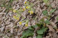 Primula elatior