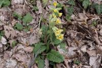 Primula elatior