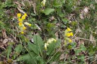 Primula veris