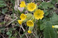 Primula veris