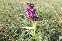 Anacamptis morio