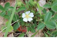 Potentilla montana